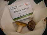 russula aletacea